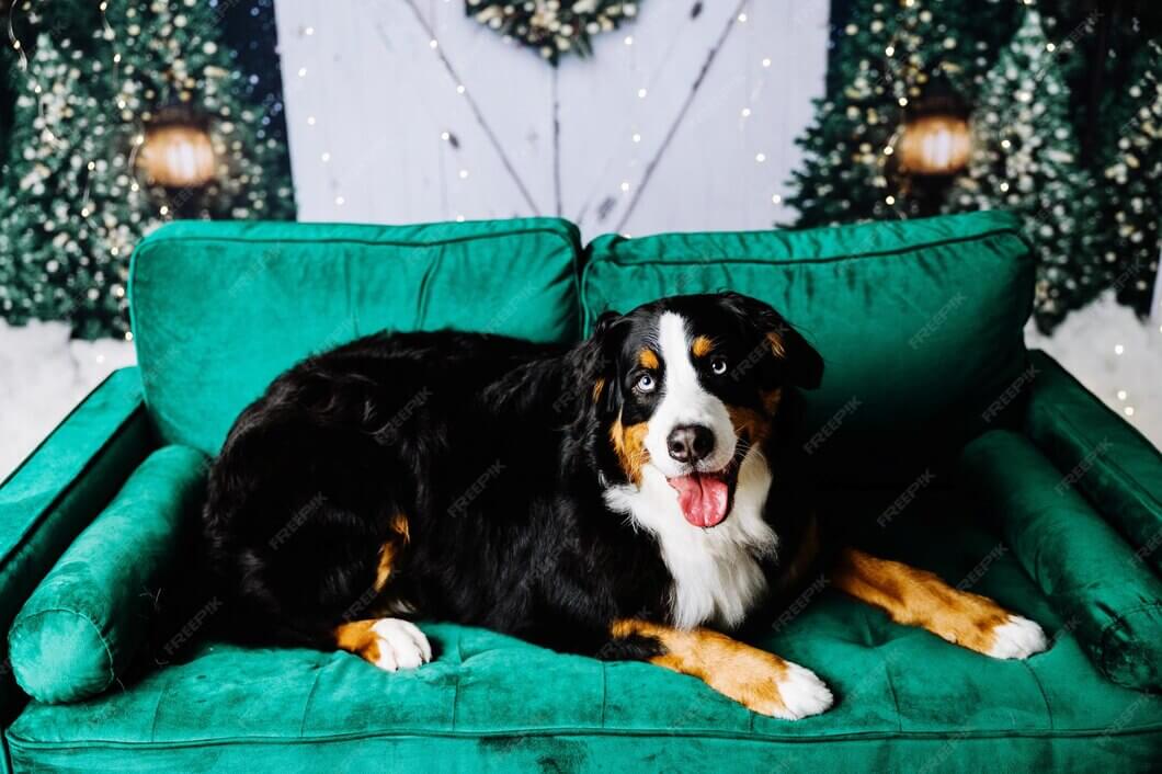 Deluxe Dog Bed