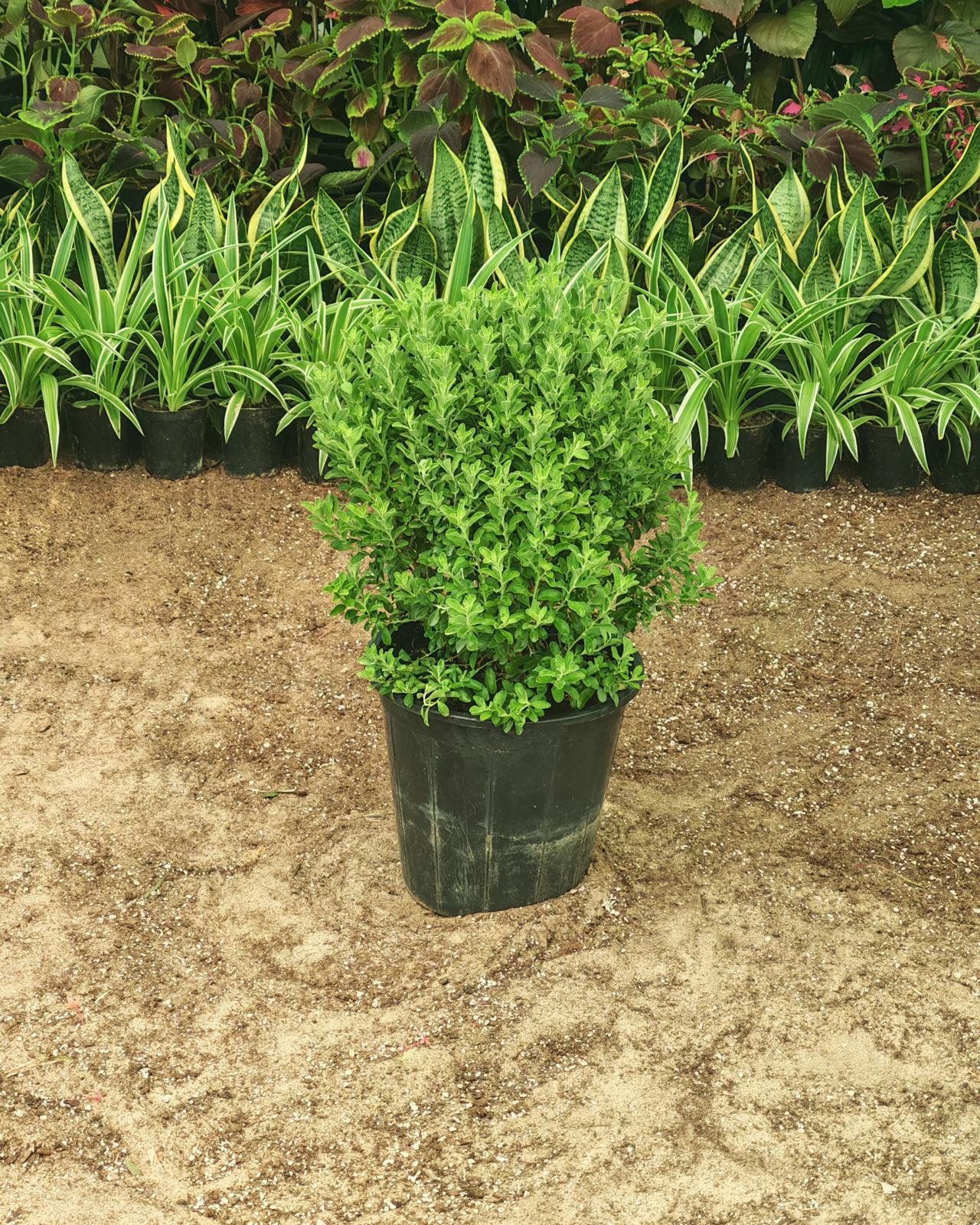 ليكوفليوم 25 سم