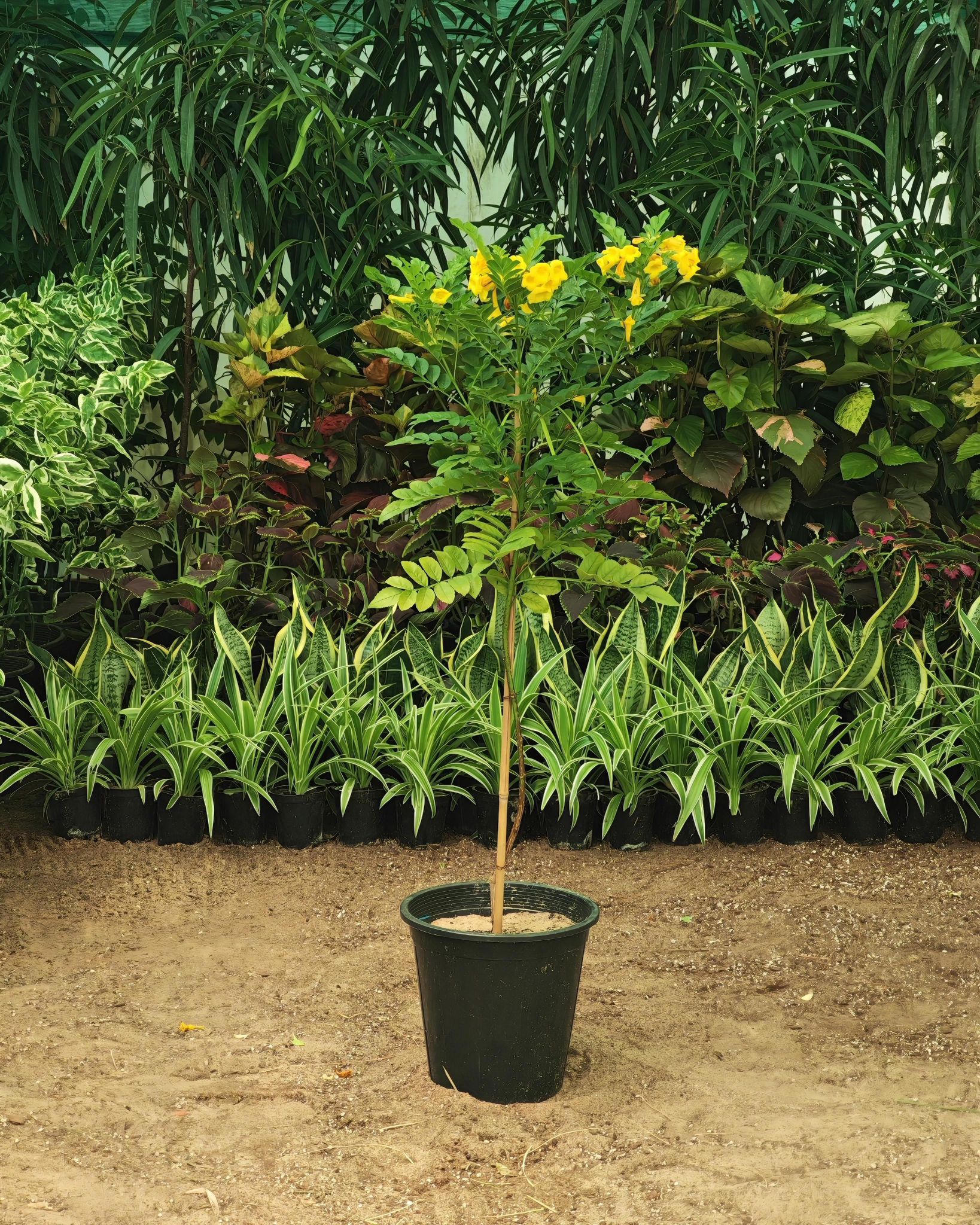 سنتلوبيا 25 سم