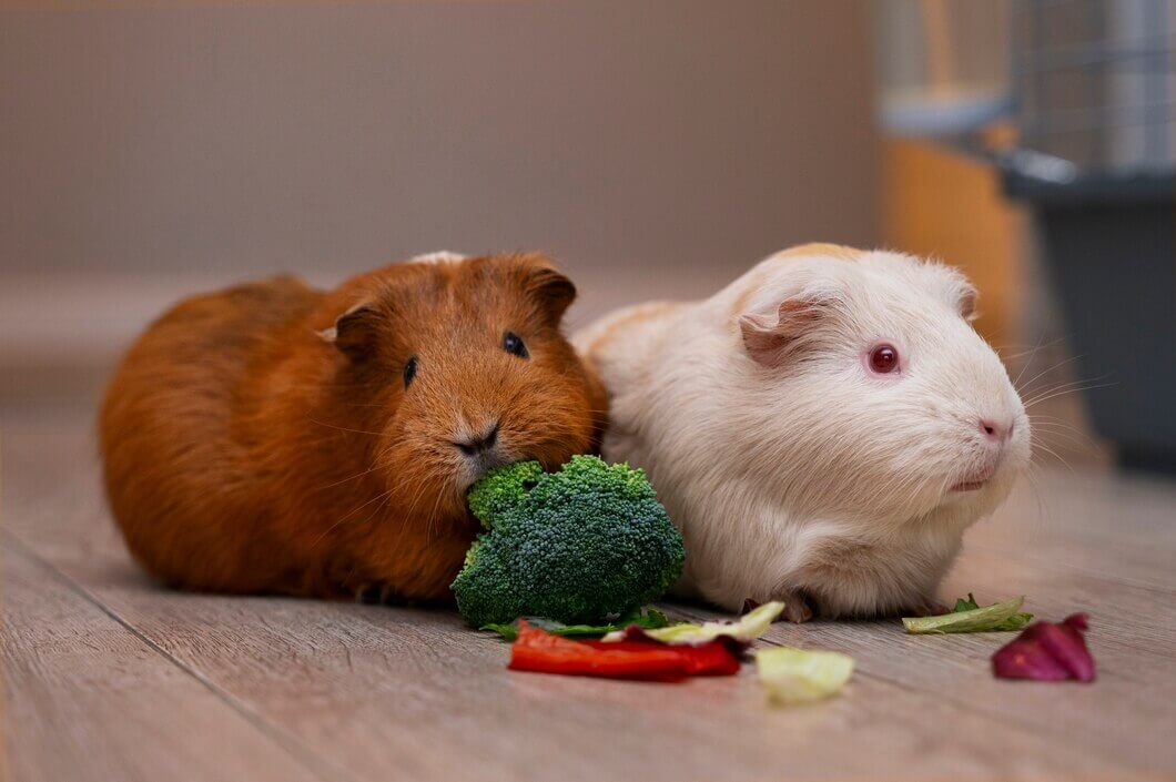 Small Pets