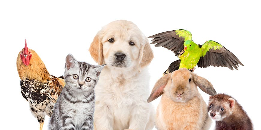 HappyPaws Pet Care